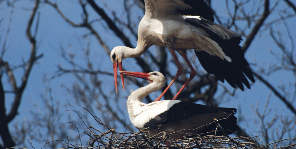 W Kaletach ogłoszono konsultacje społeczne projektu Szlakiem polskiego bociana. Fot. Jarosław Myśliwski