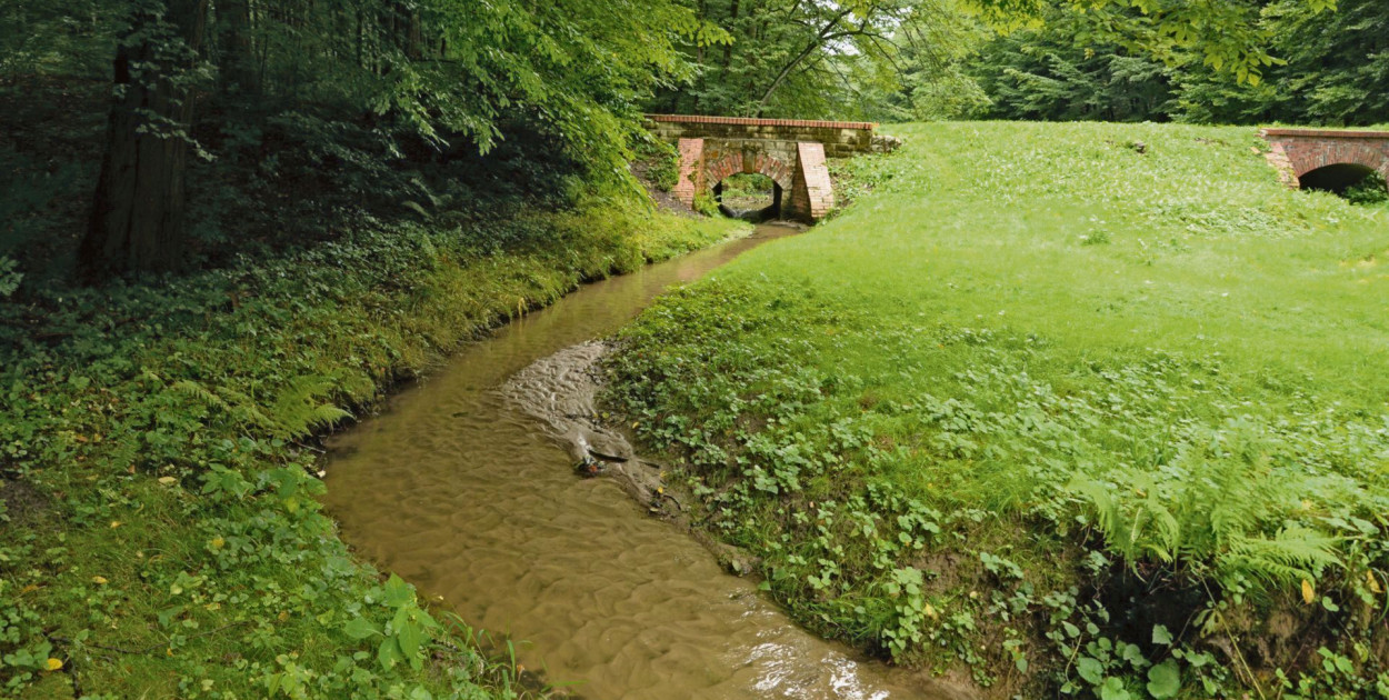 Park Repecki w Tarnowskich Górach ma zostać rezerwatem przyrody. Fot. Jarosław Myśliwski