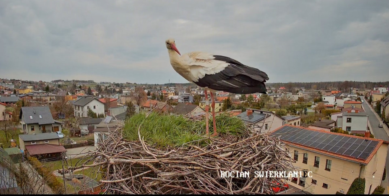 Czekamy na przylot bocianów. Zdjęcie archiwalne