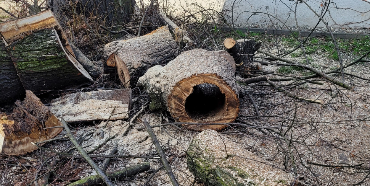 Wycięto lipy przed Dworkiej Goethe'go w Tarnowskich Górach. Fot. Archiwum PTTK