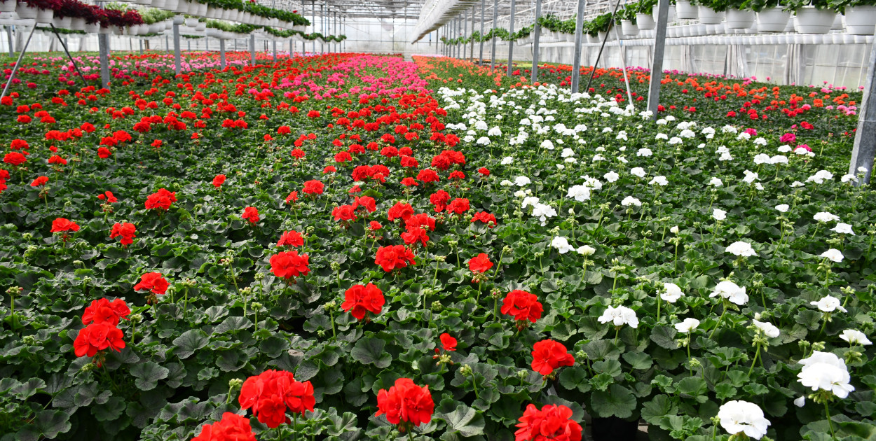 Od lat na balkonach niezmiennie królują pelargonie - coraz częściej jednak w zaskakującym towarzystwie. Fot. Agnieszka Gabała