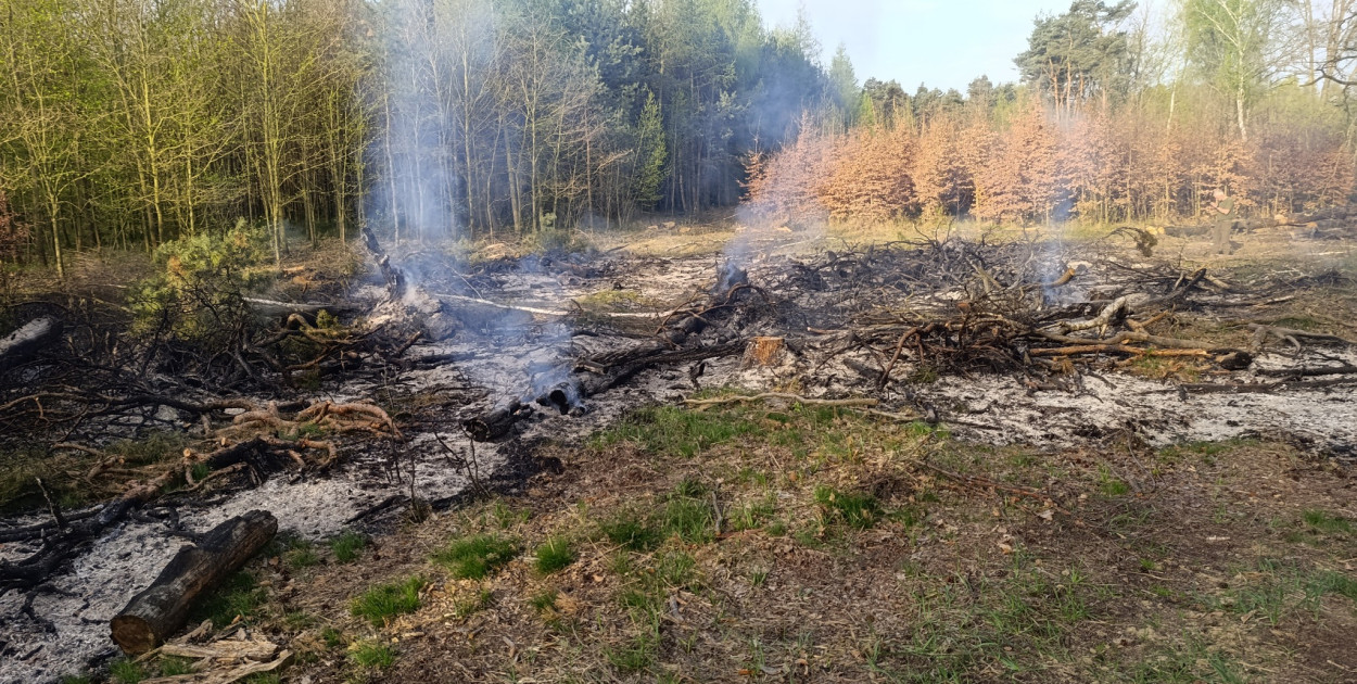 Pożar lasu w Przezchlebiu. Fot. OSP Czekanów