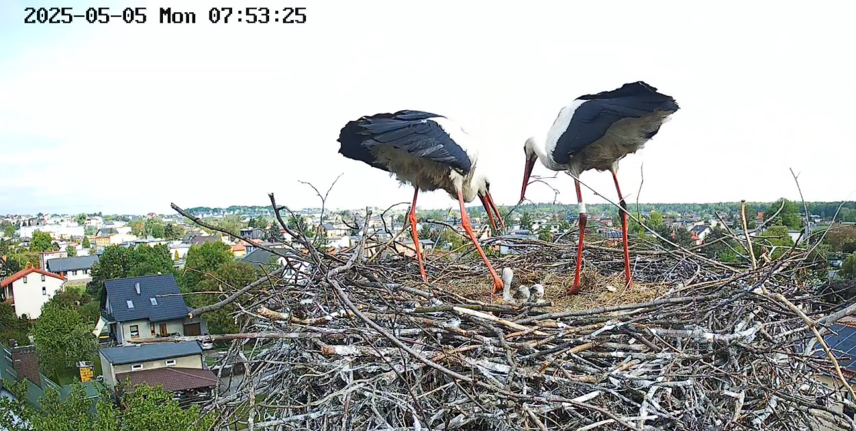 Bociania rodzina ze Świerklańca. Fot. Archiwum UG Świerklaniec