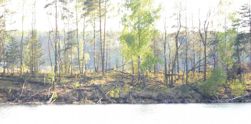Z brzegu widać wiele wywróconych drzew. Jednak to nie efekt żadnego kataklizmu. Fot. Jarosław Myśliwski