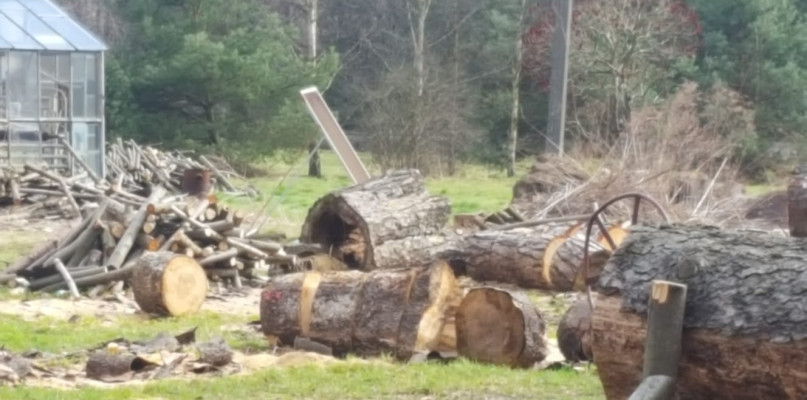 Świerklanieccy urzędnicy tłumaczą, że to drewno z usuwanych martwych świerków. Fot. Archiwum czytelnika