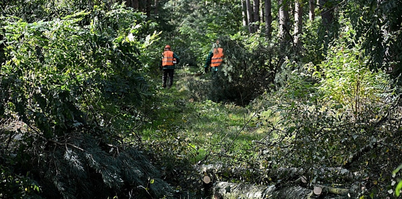 W lasach jest dużo szkód po przejściu gwałtownych burz. Fot. Zdjęcie poglądowe/ Nadleśnictwo Włoszakowice
