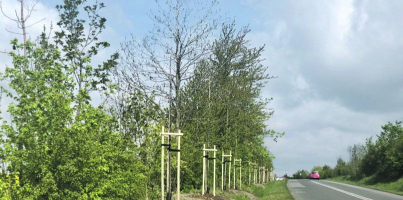W ubiegłym roku posadzono 120 młodych drzew przy ul. Knosały w Radzionkowie. Fot. Archiwum Gwarka 