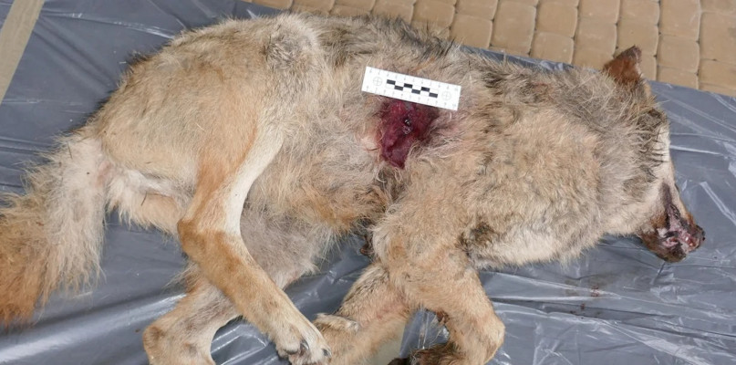 W lasach w okolicy Koszęcina w czasie polowania dewizowego zastrzelono wilka/Zdjęcie poglądowe. fot. Archiwum stowarzyszenia 