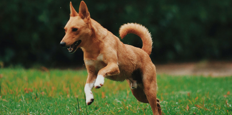 Szczepienie psa przeciw wściekliźnie jest obowiązkowe. Zdjęcie poglądowe, Pexels