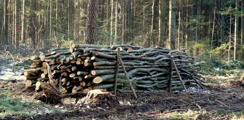 Gałęziówka czyli chrust. Fot. Archiwum Lasów Państwowych