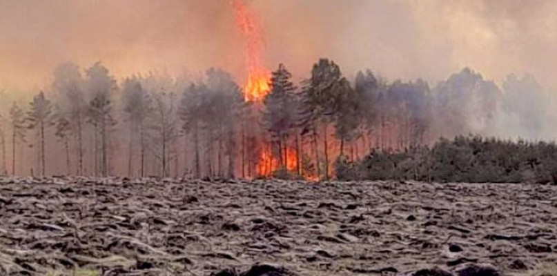 Pożar lasu w Miasteczku Śląskim. Fot. Lasy Państwowe