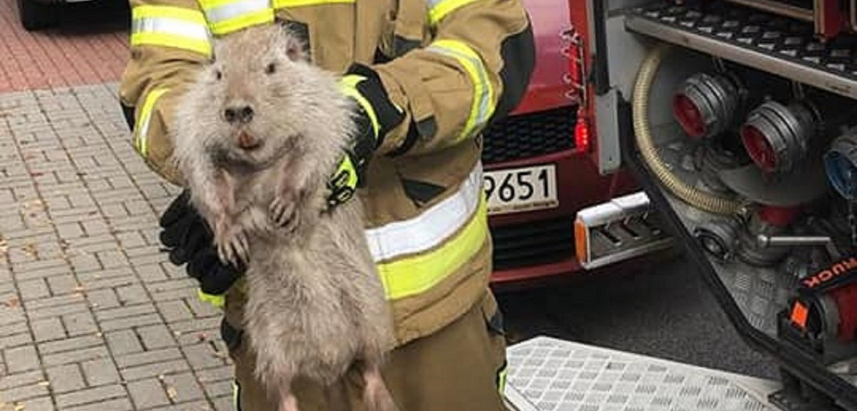 Nutria celebrytka z Tarnowskich Gór. Fot. Archiwum KP PSP w Tarnowskich Górach 