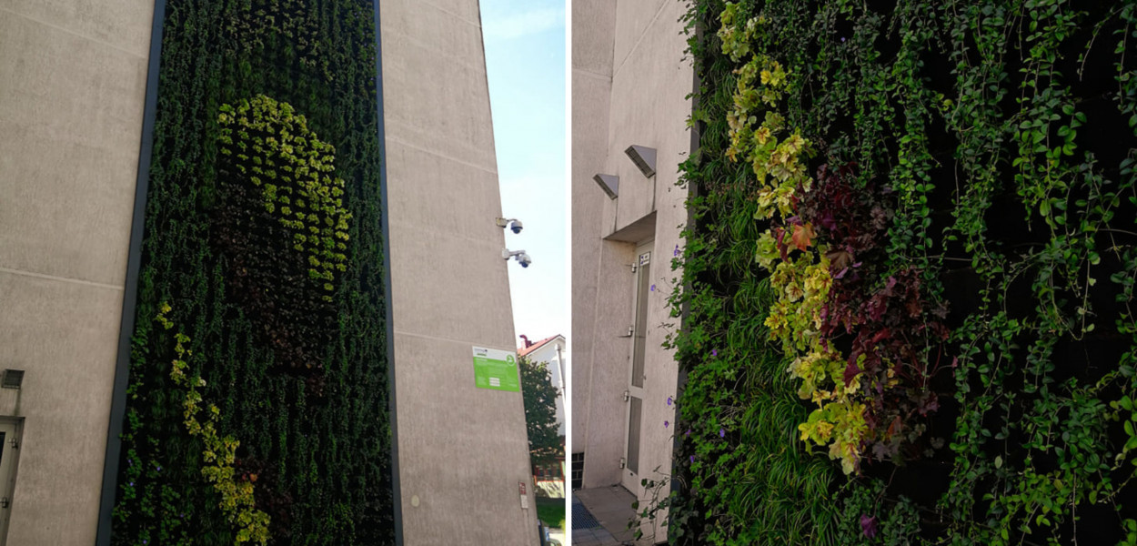 Zielona ściana Chorzowskiego Centrum Kultury. Fot. Archiwum domu kultury 