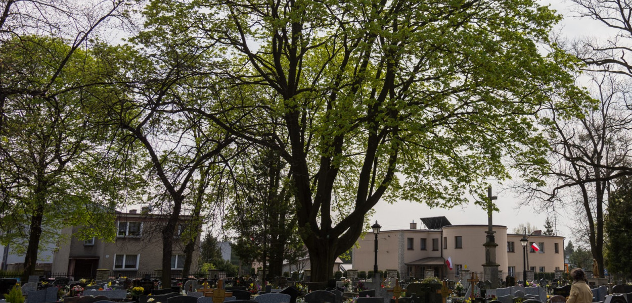 Klon Teodor. Fot. archiwum UM Miasteczko Śląskie