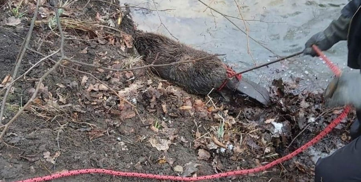 W styczniu jeden z parkowych bobrów zaplątał się w stalową linkę, niedaleko kajakowni. Uwolnili o strażacy. Fot. OSP Orzech