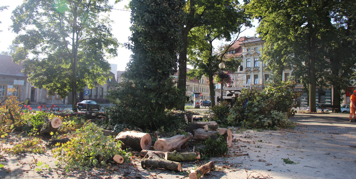 Po klonie został pień. Fot. Alicja Jurasz