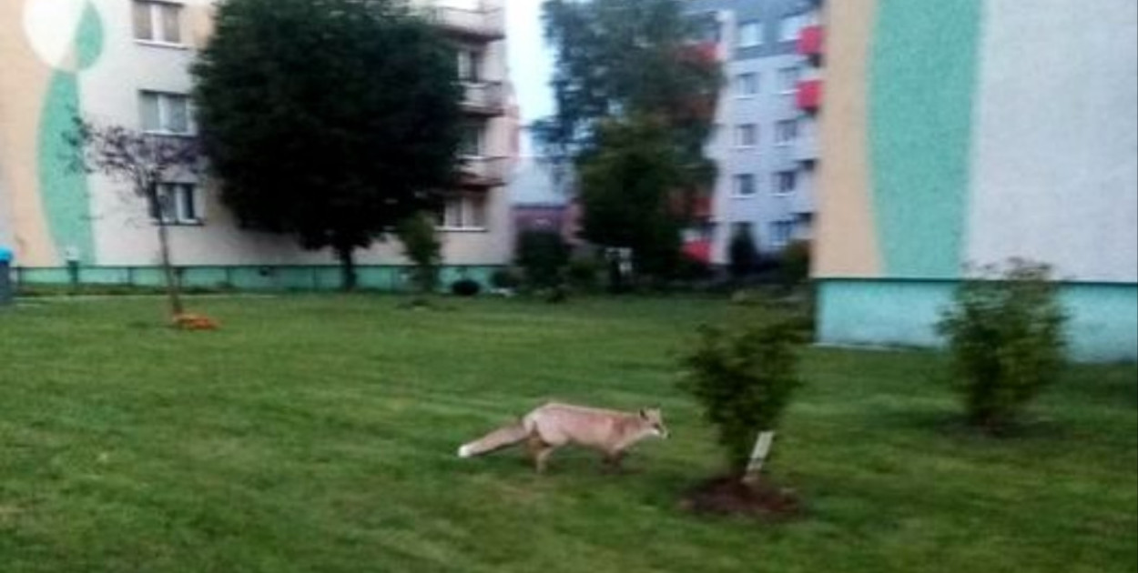 Lis z osiedla w Piekarach Śląskich. Fot. Archiwum stowarzyszenia 