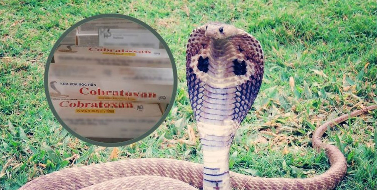 Kobra królewska jest gatunkiem chronionym i bez zezwolenia nie mozna przewozić kremów z jej jadem. Fot. Pixabay/archiwum KAS