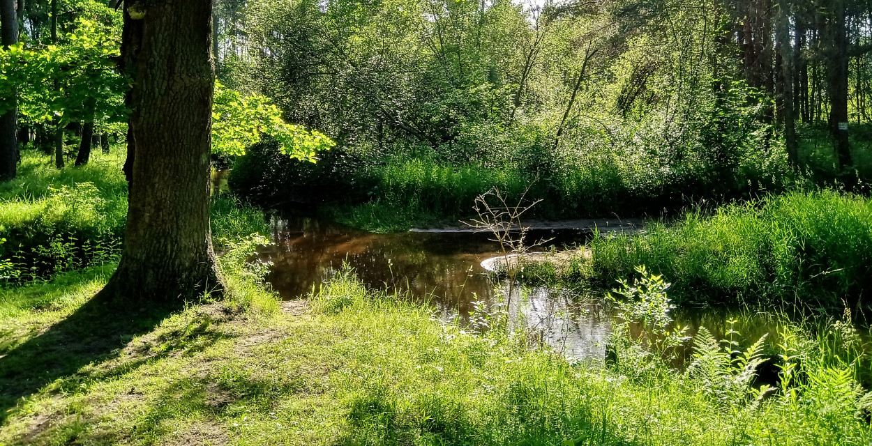 Atrakcja w zasięgu ręki. Garbaty Most w Kaletach-Zielonej. Fot. Jarosław Myśliwski