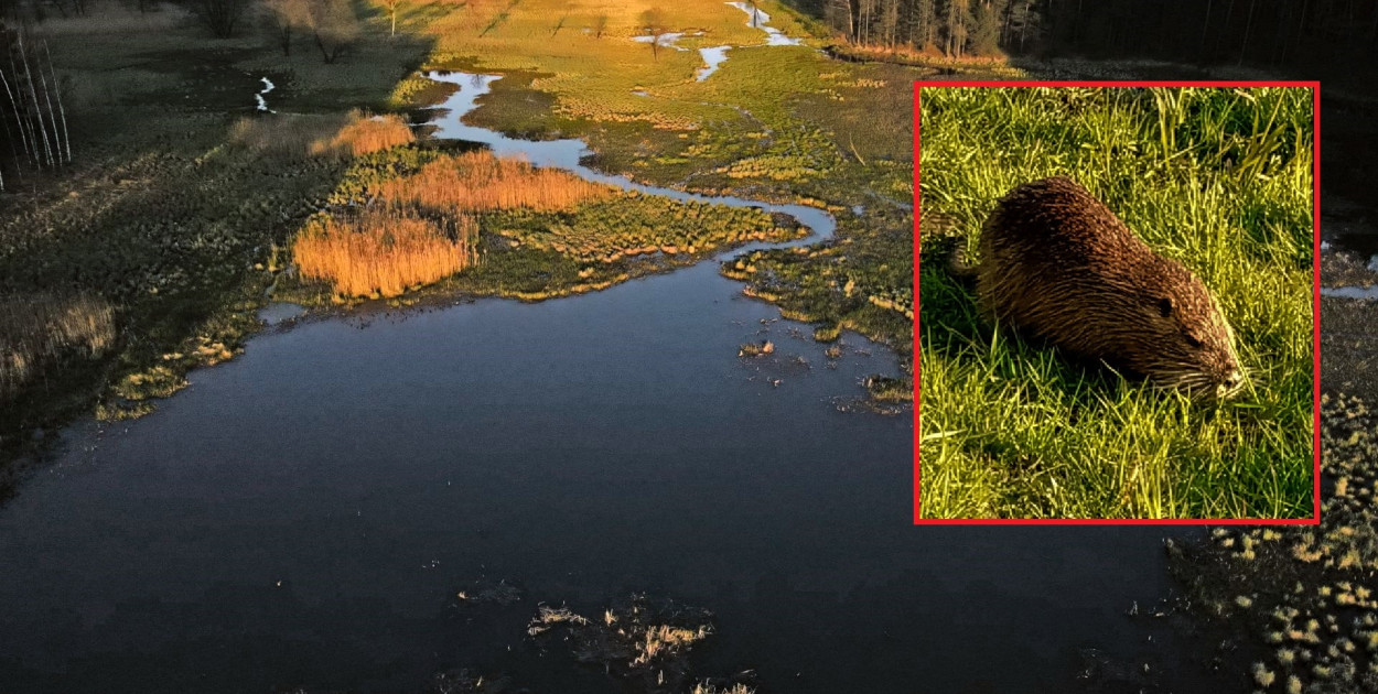 Nutrie pojawiły się w stawach w Kaletach-Zielonej siedem lat temu. Fot. Jarosław Myśliwski