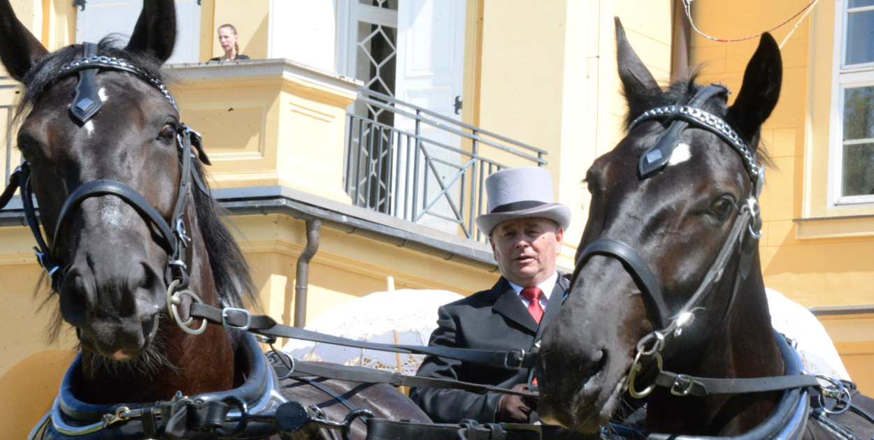 Faliks Kowalski z Tarnowskich Gór i powozy pod specjalnym nadzorem. Fot. Jarosław Myśliwski