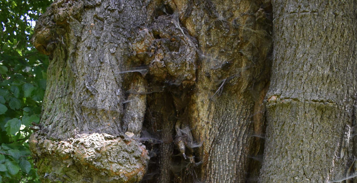 Dzięcioł zielony sfotografowany przez Henryka Kościelnego. Więcej zdjęć na : www.henrykkoscielny.pl