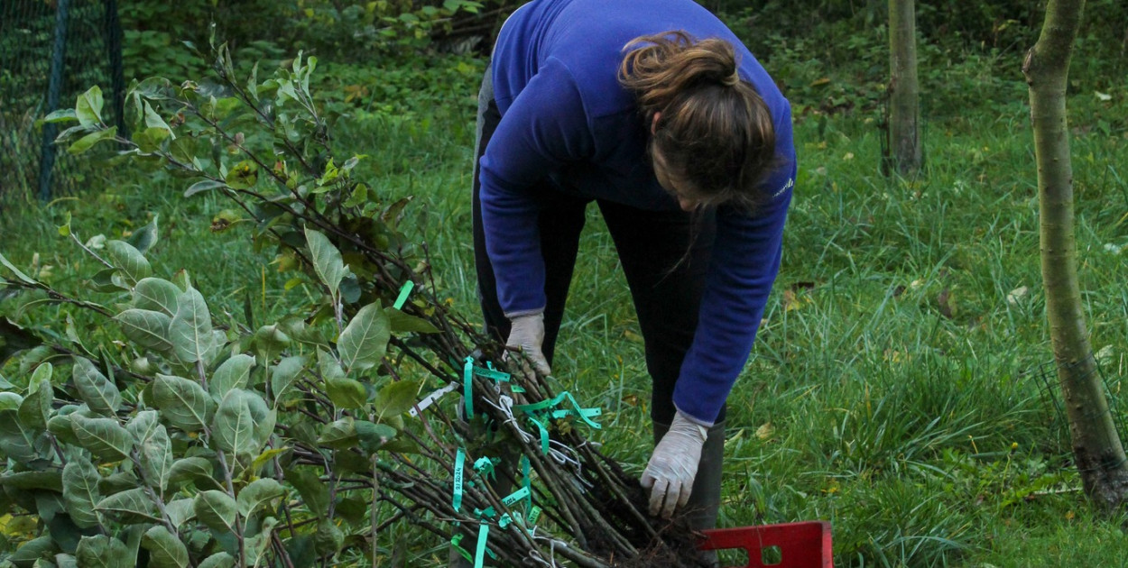 Śląski Ogród Botaniczny w Radzionkowie rozdaje zaszczepione wiosną sadzonki jabłoni. Fot. Archiwum ŚOB