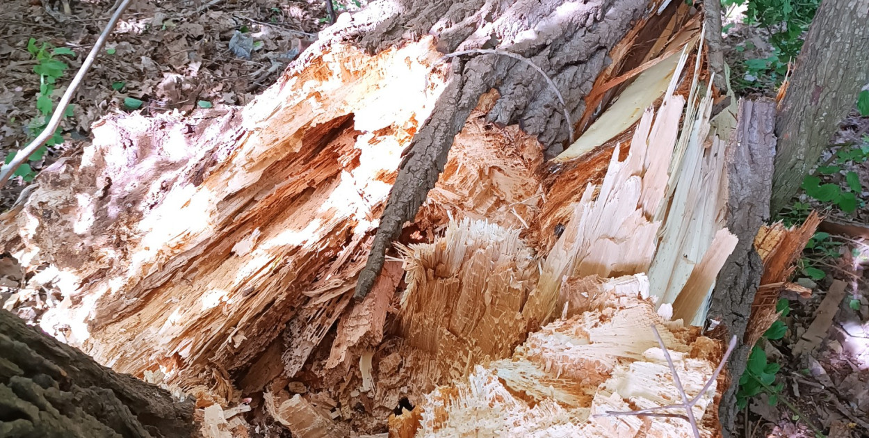 Urzędnicy z Radzionkowa wyjaśniają, że drzewa są w złym stanie i zagrażają bezpieczeństwu osób korzystających z drogi. Fot. Archiwum UM Radzionków