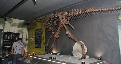 Pierwszy polski dinozaur. Majówka w Muzeum w Lisowicach [FOTO]-50448