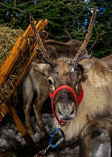 Bytomski Jarmark Świąteczny