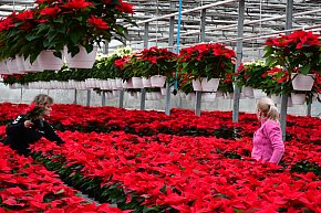 U Wojewodzica przygotowali tysiące gwiazd betlejemskich-31523