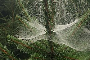 Kupujesz żywą choinkę na święta? Ten szczegół łatwo przeoczyć-66891