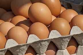 Salmonella wykryta w jajach! GIS wydał pilne ostrzeżenie-67019