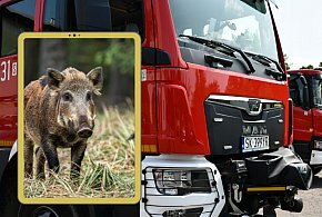 Tarnowskie Góry. Dzik wtargnął na posesję