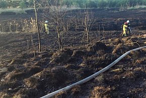 Znowu pożar sitowia w okolicy Pniowca i Strzybnicy
