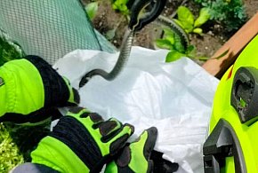 Powiat tarnogórski. Strażacy z OSP Tworóg usuwali węża z prywatnej posesji