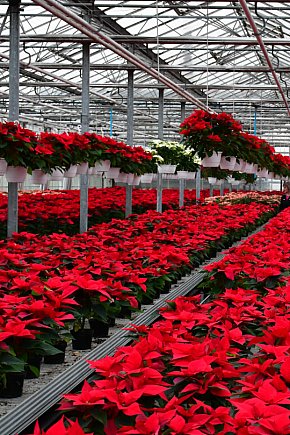 U Wojewodzica przygotowali tysiące gwiazd betlejemskich-31523