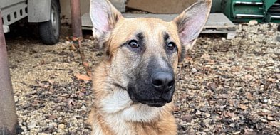 Porzucony pies w parku w Świerklańcu. Trwa procedura adopcyjna-67038