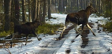 Coraz więcej łosi w lasach Nadleśnictwa Świerklaniec