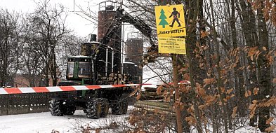 Tarnowskie Góry. Wycinka na Sielance. Ile drzew pójdzie pod topór?