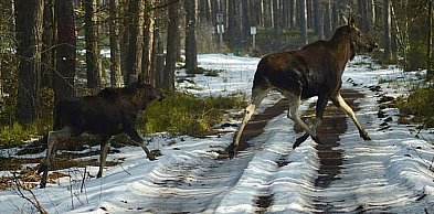Coraz więcej łosi w lasach Nadleśnictwa Świerklaniec