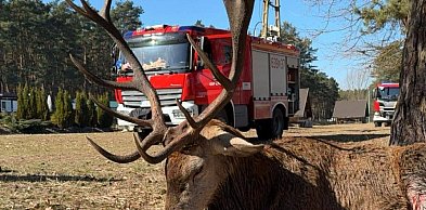 Powiat tarnogórski. Lód załamał się pod jeleniem. Uratowali go strażacy
