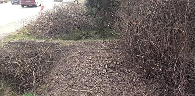 Alert 24.Po co była wycinka pięknego bzu?