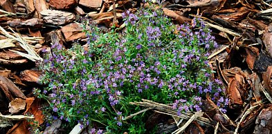 Zielone przestrzenie edukacyjne dla przedszkoli. Trwa nabór