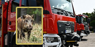 Tarnowskie Góry. Dzik wtargnął na posesję