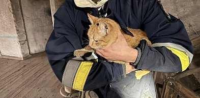 Siedział na parapecie i nie potrafił zejść. Interweniowali strażacy