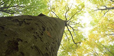 Tarnowskie Góry. Remondis z najtańszą ofertą. Ile może zarobić?
