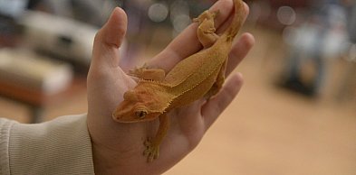 Drapieżniki opanowały Radzionków. Edukacja, emocje i żywa przyroda w ŚOB