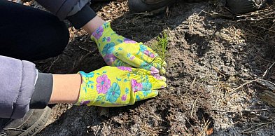 Posadź las z leśnikiem. Zgłoszenia tylko do czwartku