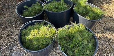 Powiat tarnogórski. Drzewko za makulaturę. Ekologiczna akcja na Dzień Ziemi